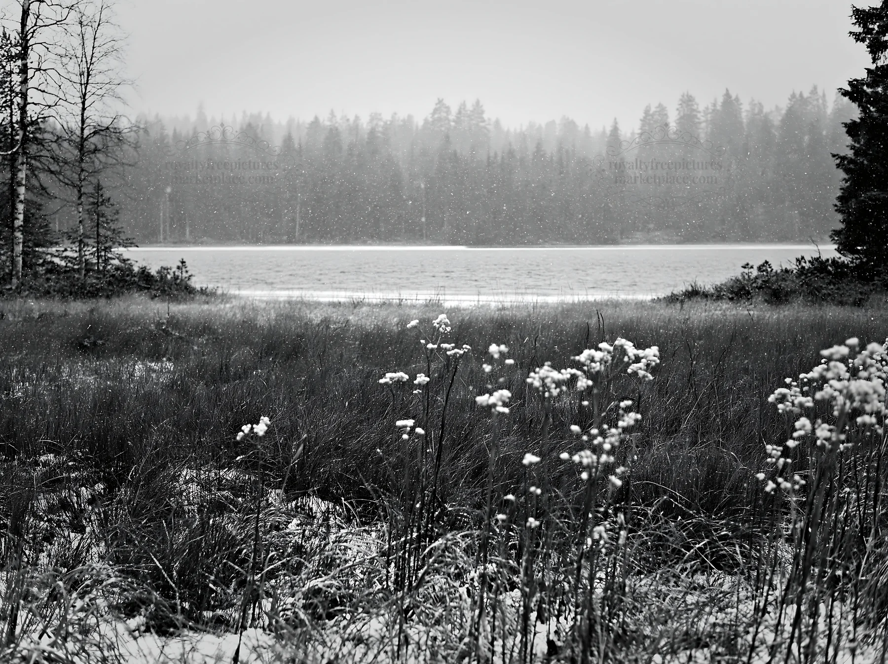 Black and white lakeside meadow after first snowfall in winter scenery - AI-generated stock image