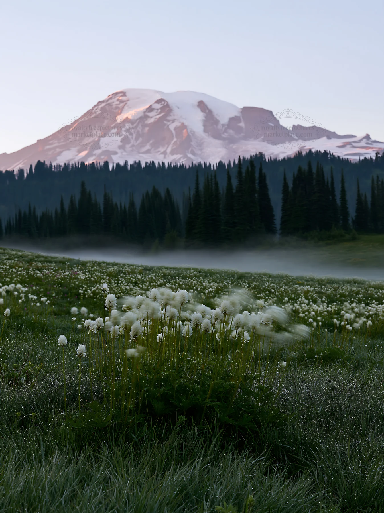 Mount Rainier wildflower meadow at sunrise with mountain backdrop - AI-generated stock image