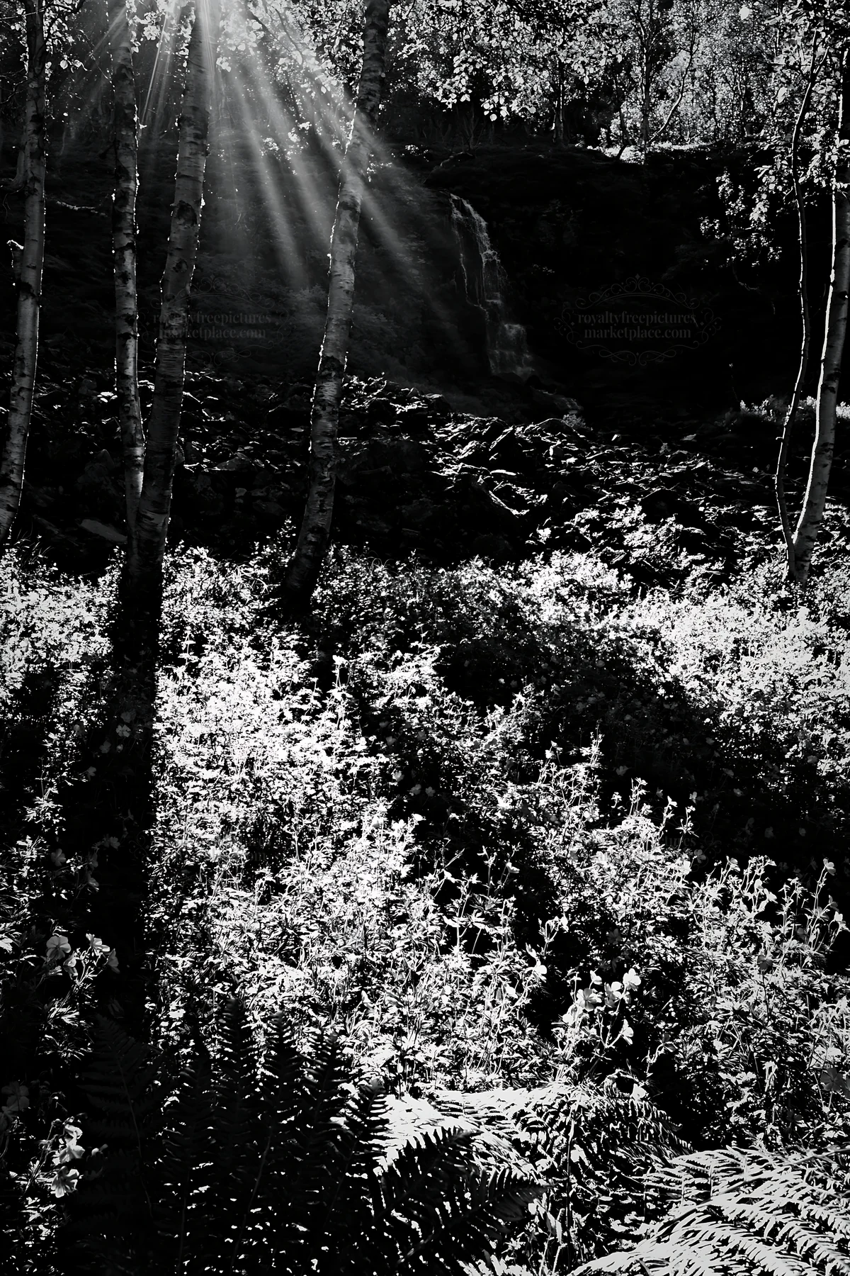 Sunbeams shine through trees in Jotunheimen valley meadow - AI-generated stock image