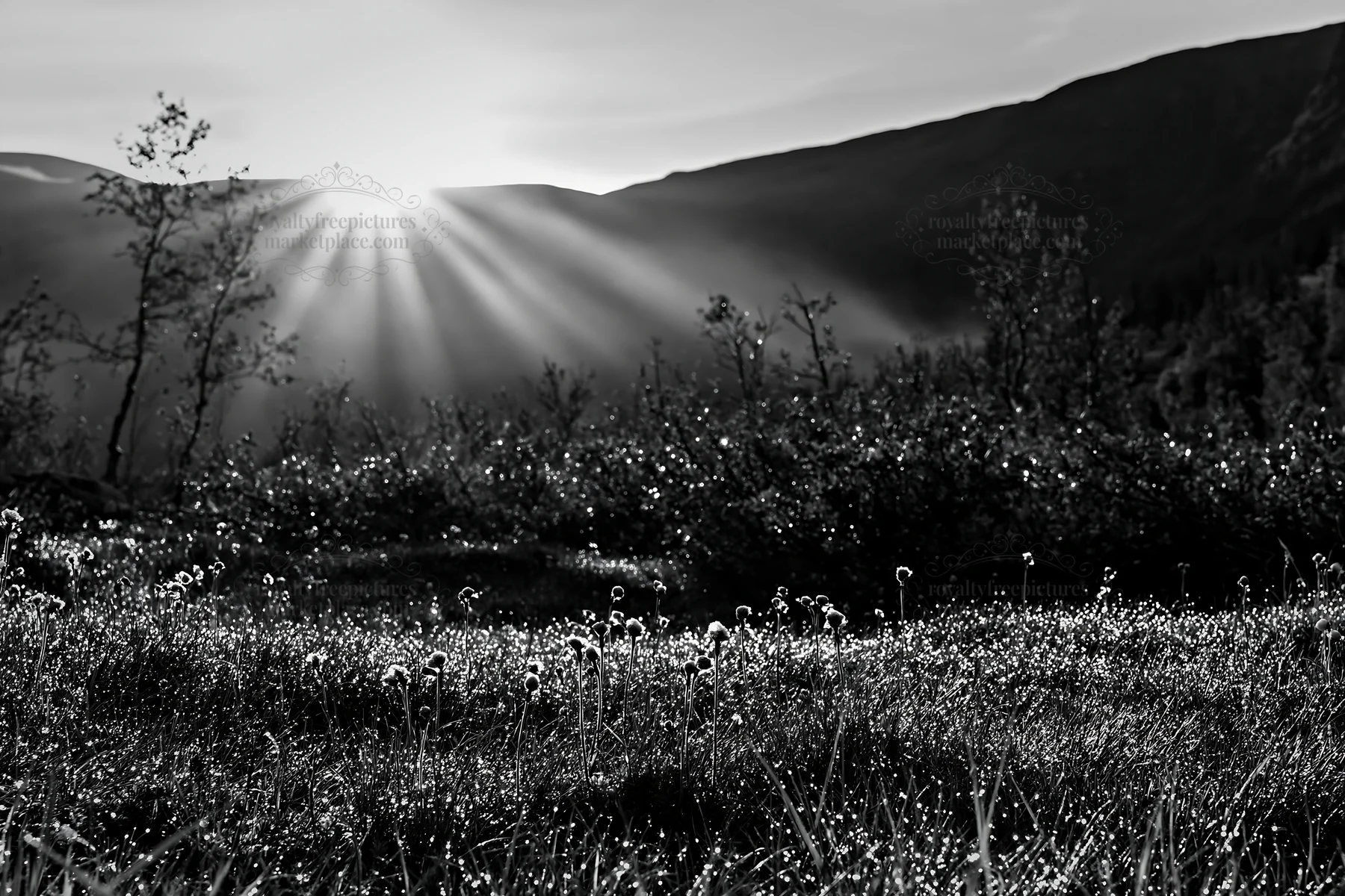 Sunbeams shine over meadow in Jotunheimen valley - AI-generated stock image