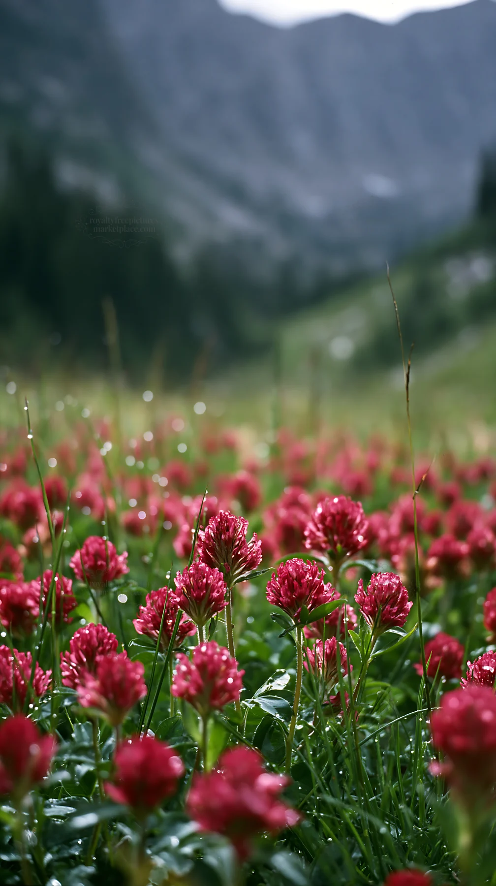 Rainy valley meadow with flowers in a green landscape - AI-generated stock image