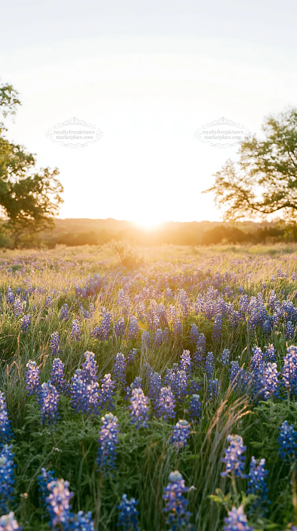 Bluebonnet meadow at sunrise in Texas - AI-generated stock image