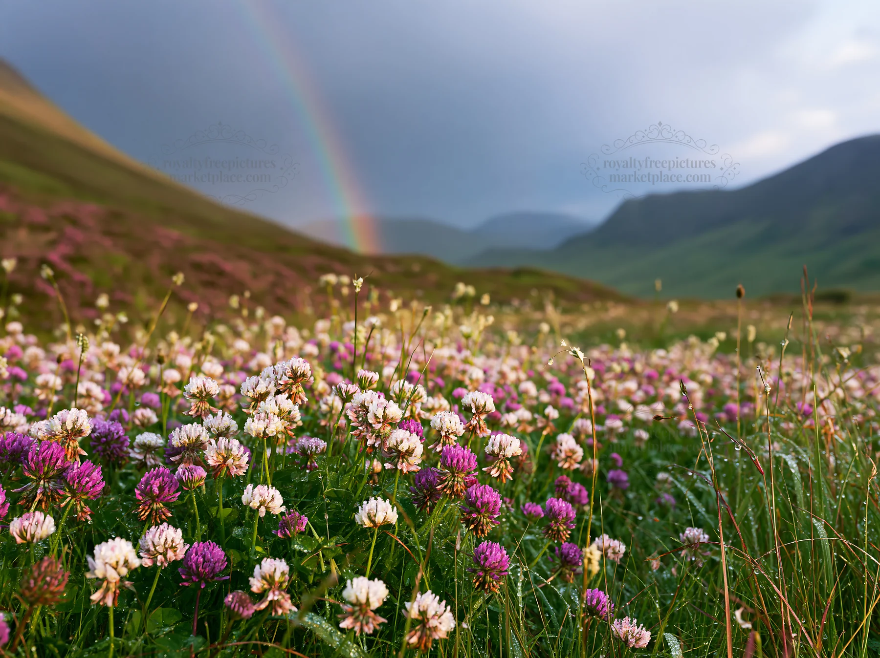 Colorful clover meadow under a rainbow in the mountains - AI-generated stock image