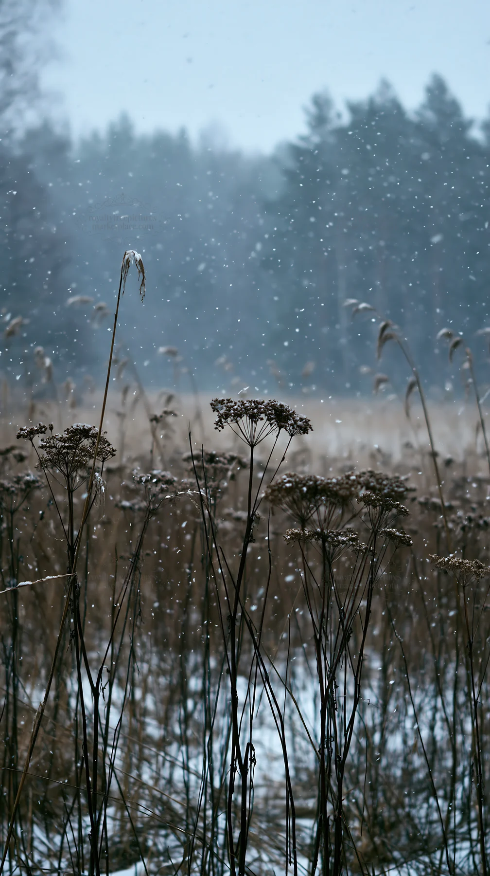 Snow falls on seedheads in a meadow during winter - AI-generated stock image