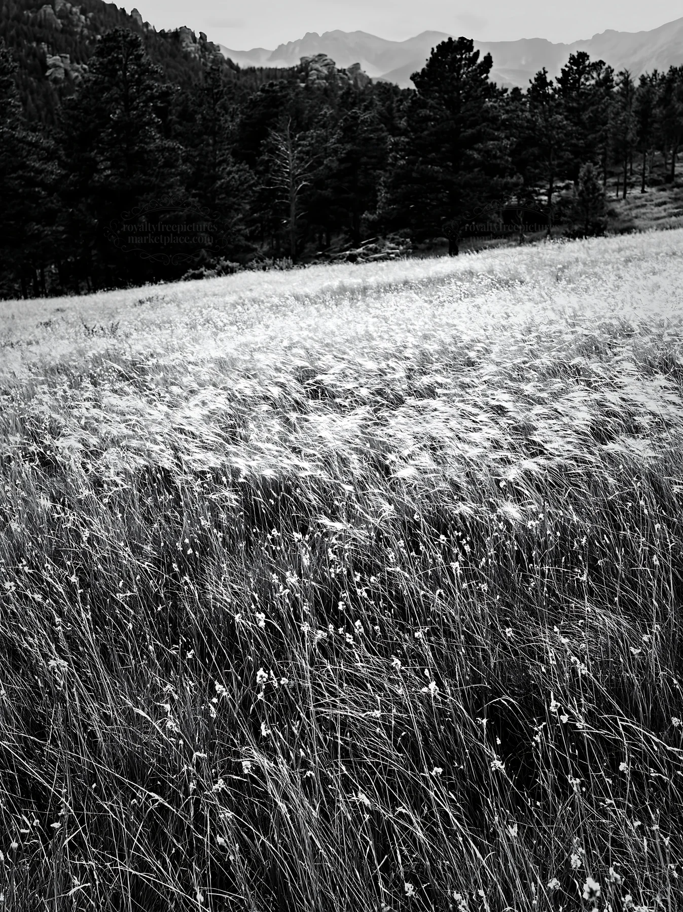 Black and white meadow with seedheads and distant mountains under cloudy sky - AI-generated stock image