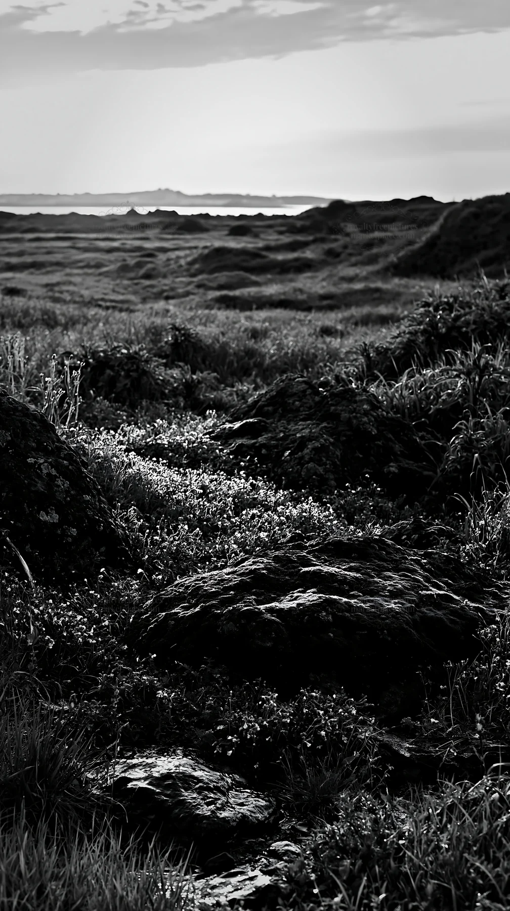 Black and white miyagi spring recovery meadow mossy stone at sunset - AI-generated stock image