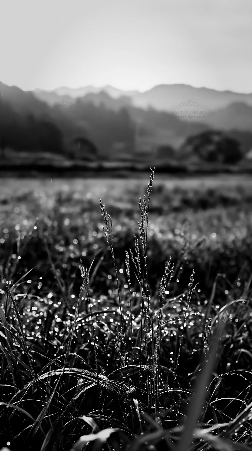 Black and white fukui native grass meadow rain droplets glisten in the light - AI-generated stock image