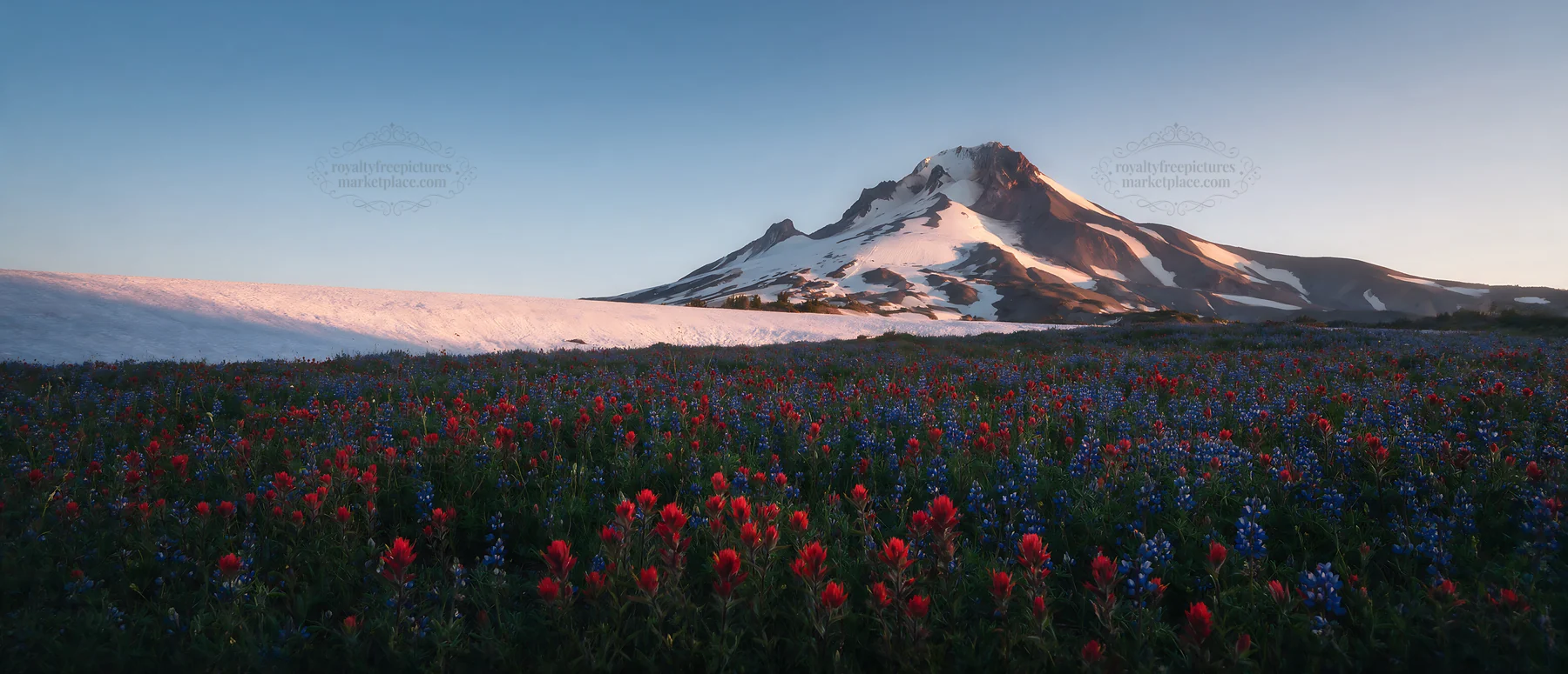 Paintbrush lupine meadow near a snowy mountain - AI-generated stock image