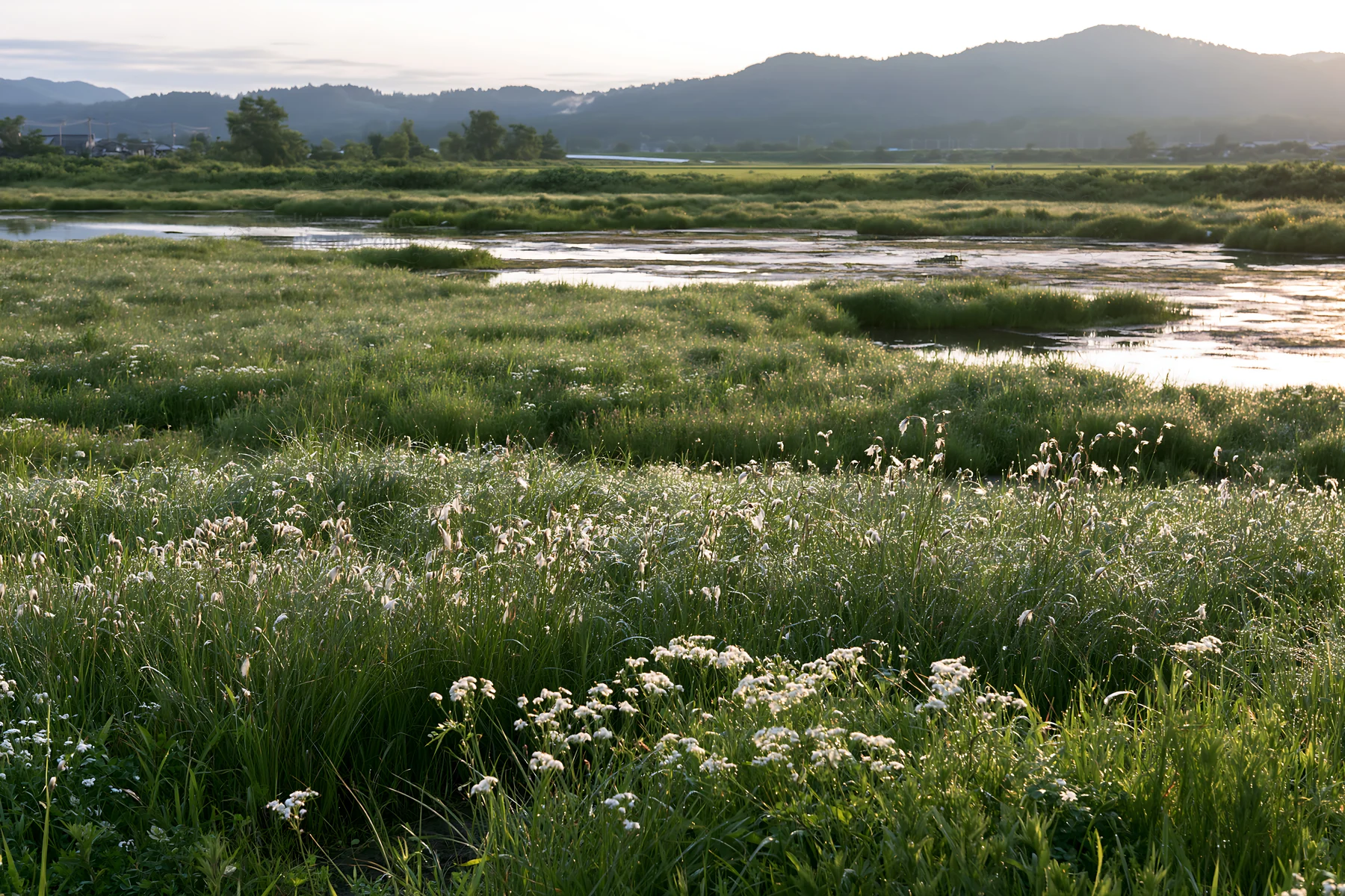 Niigata floodplain restoration meadow dew foreground - AI-generated stock image