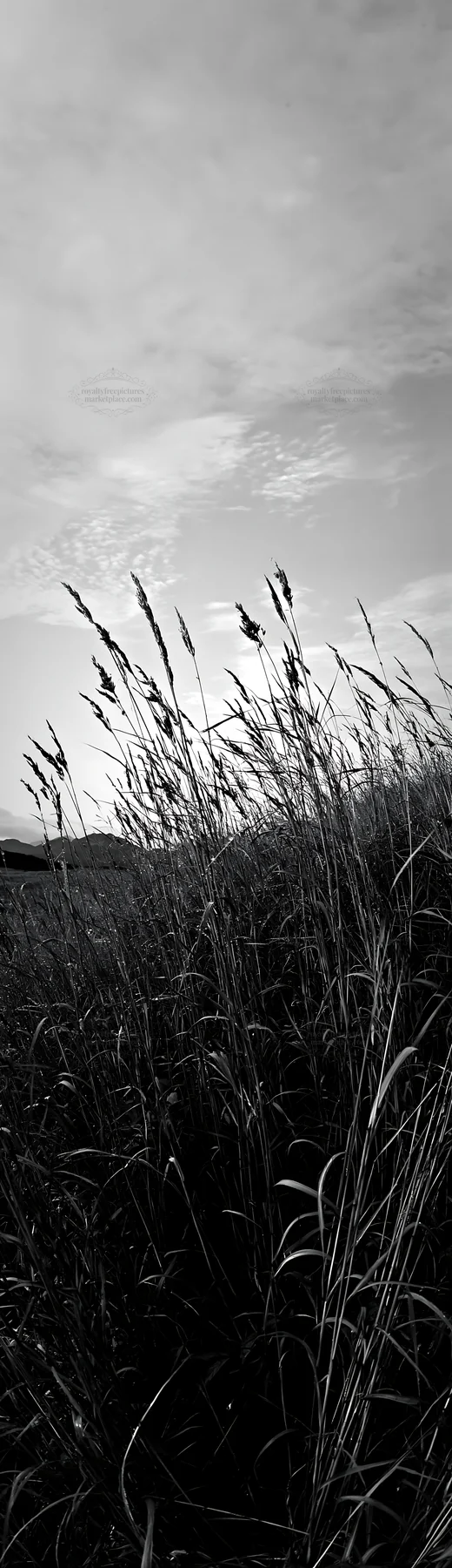 Black and white iwate rain refreshed meadow seedhead foreground - AI-generated stock image