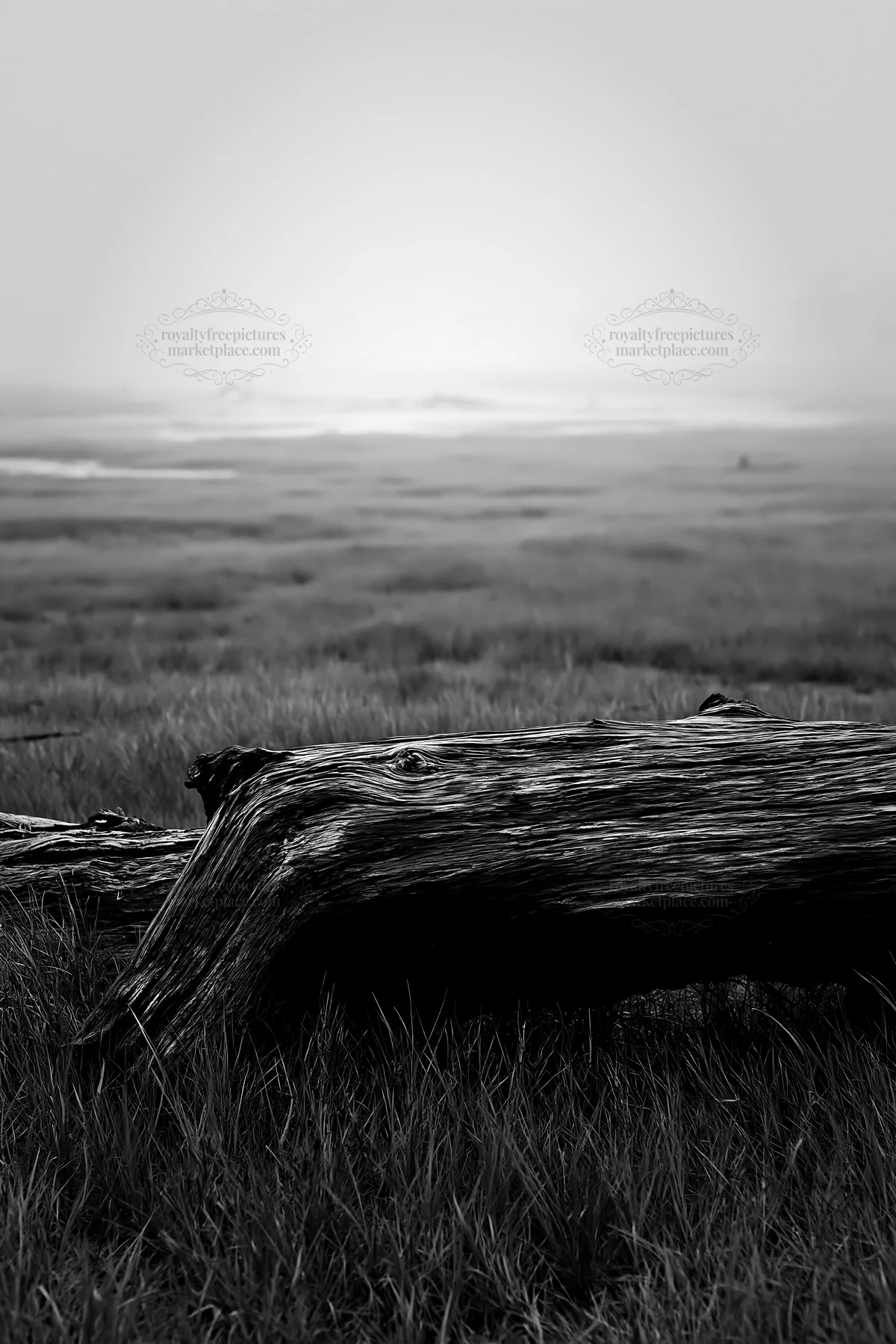 Driftwood on grassy meadow in Chiba coastal climate - AI-generated stock image