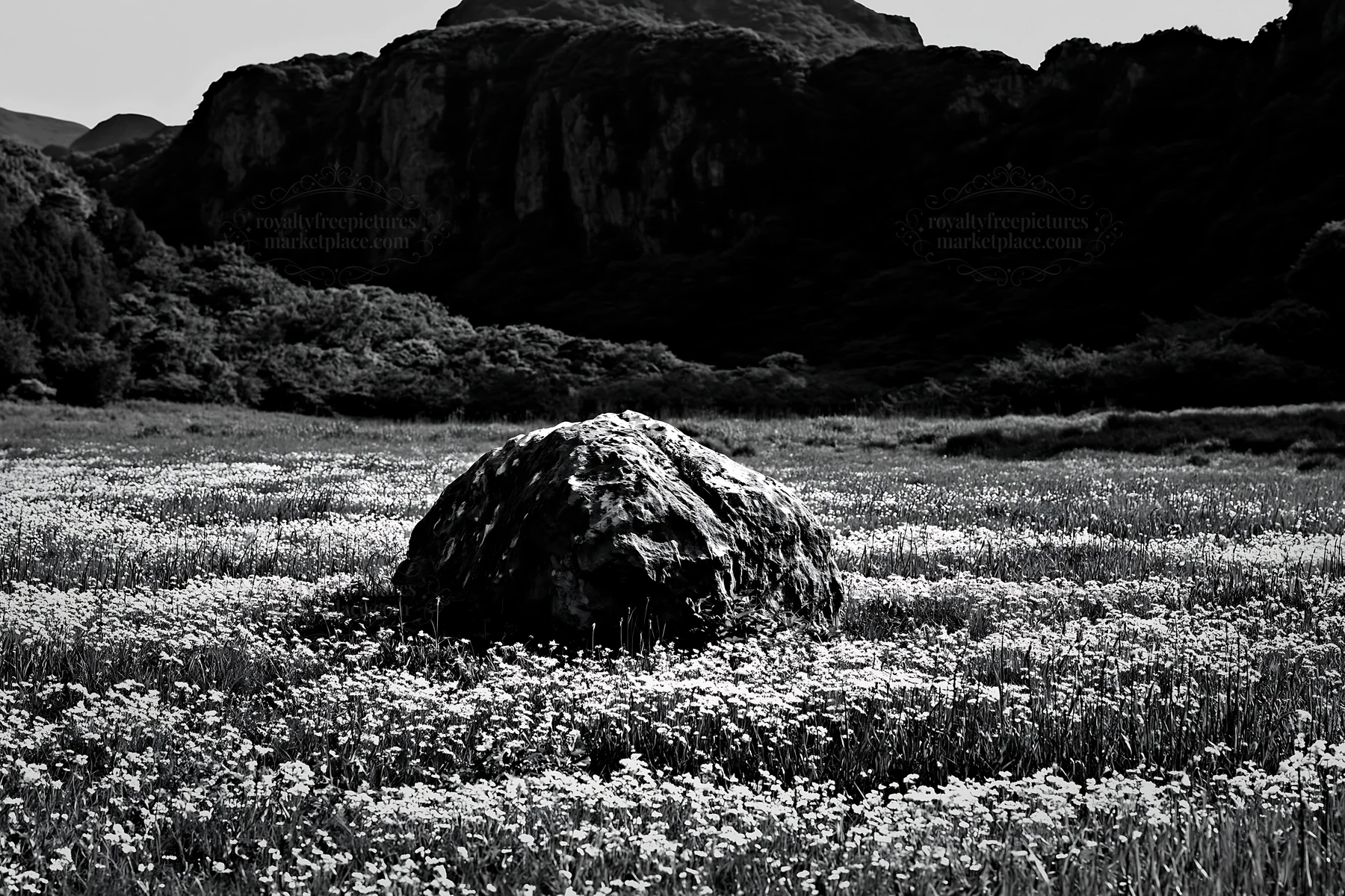 Black and white yamaguchi limestone meadow features a pale boulder - AI-generated stock image