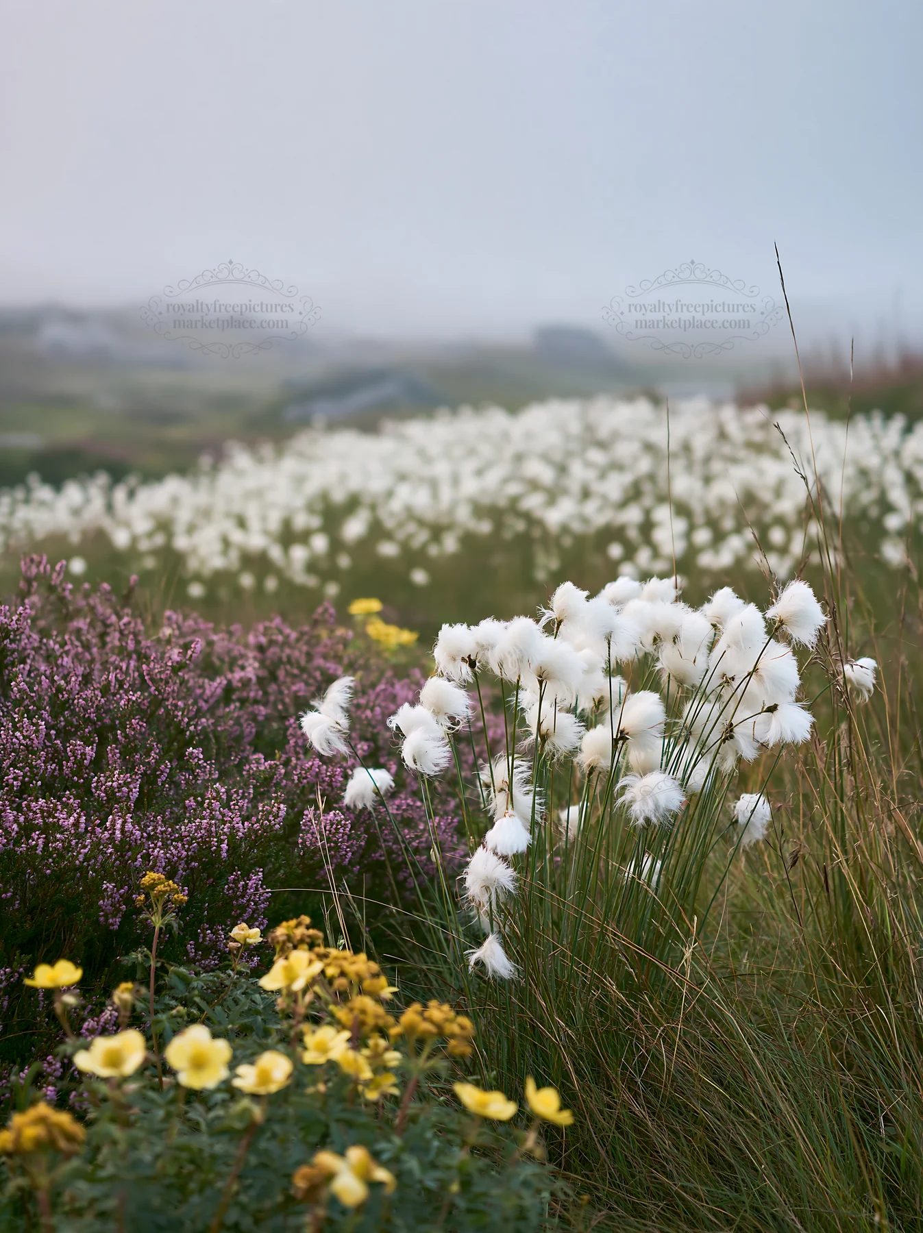 Cottongrass meadow and wildflowers in soft afternoon light - AI-generated stock image