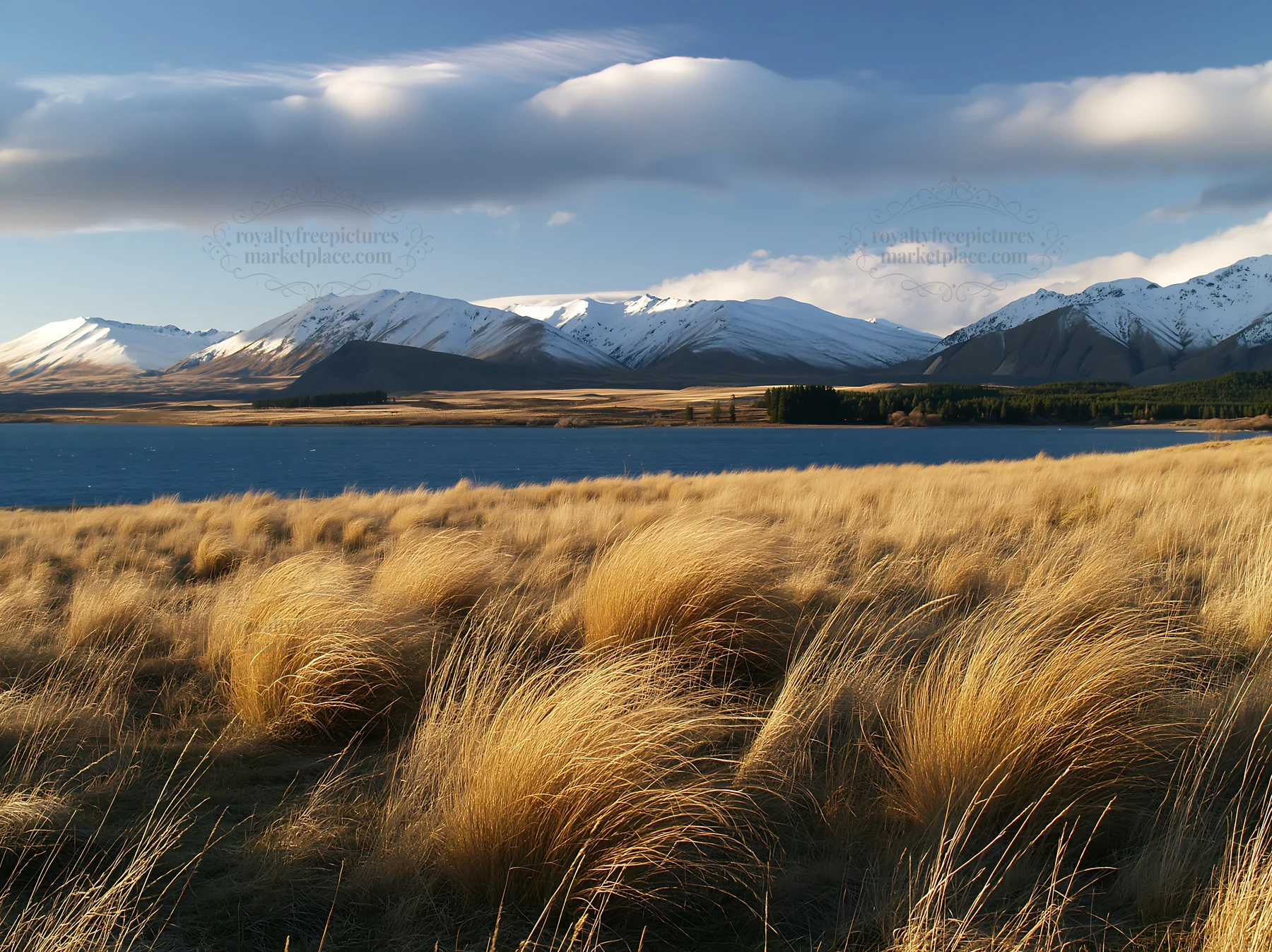 Meadow by Lake Tekapo with snowy mountains in the background - AI-generated stock image
