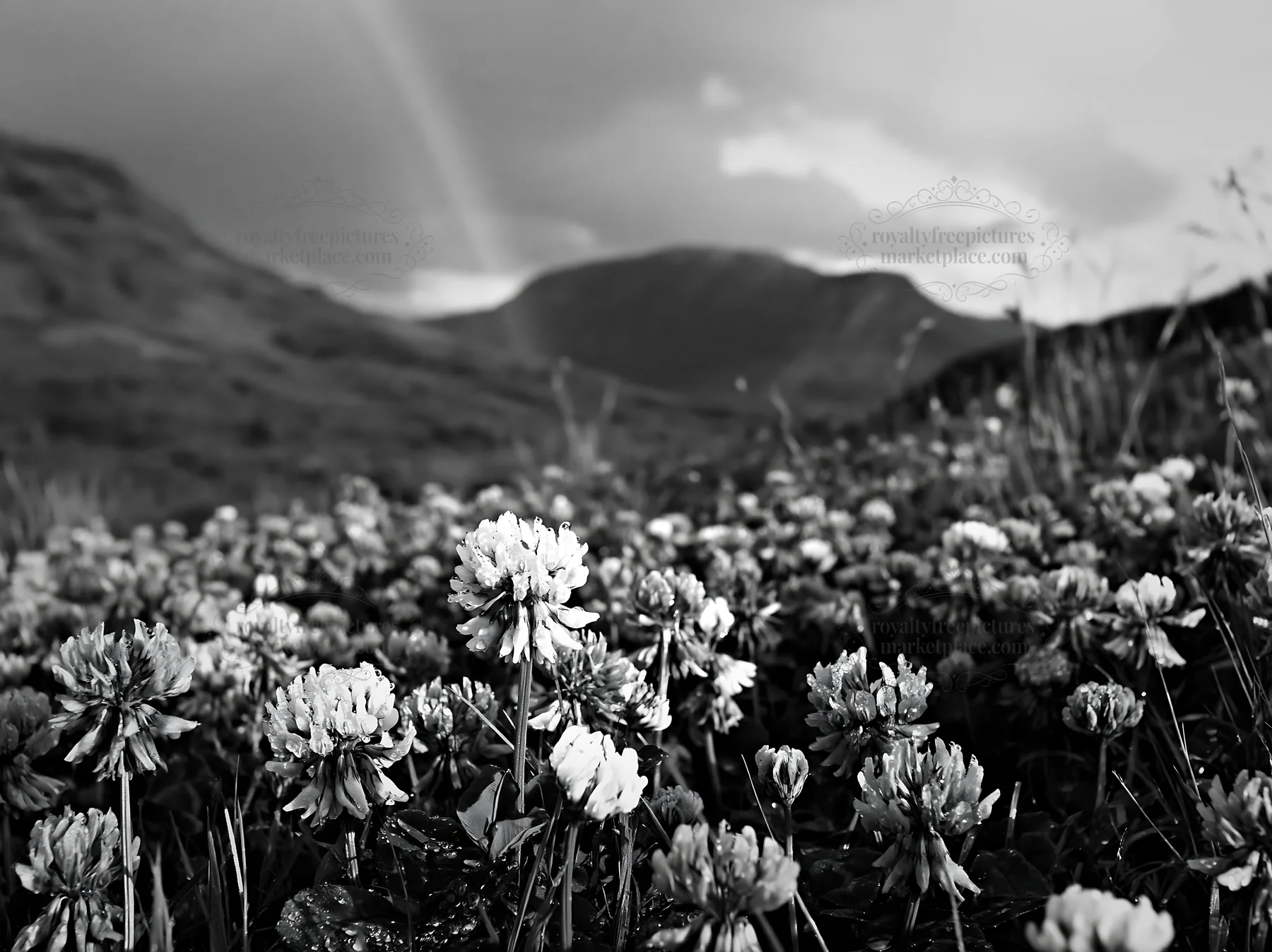 Clover meadow under cloudy sky with mountains in the background - AI-generated stock image