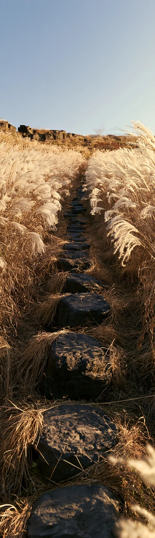 Path through silver grass meadow with stones - AI-generated stock image