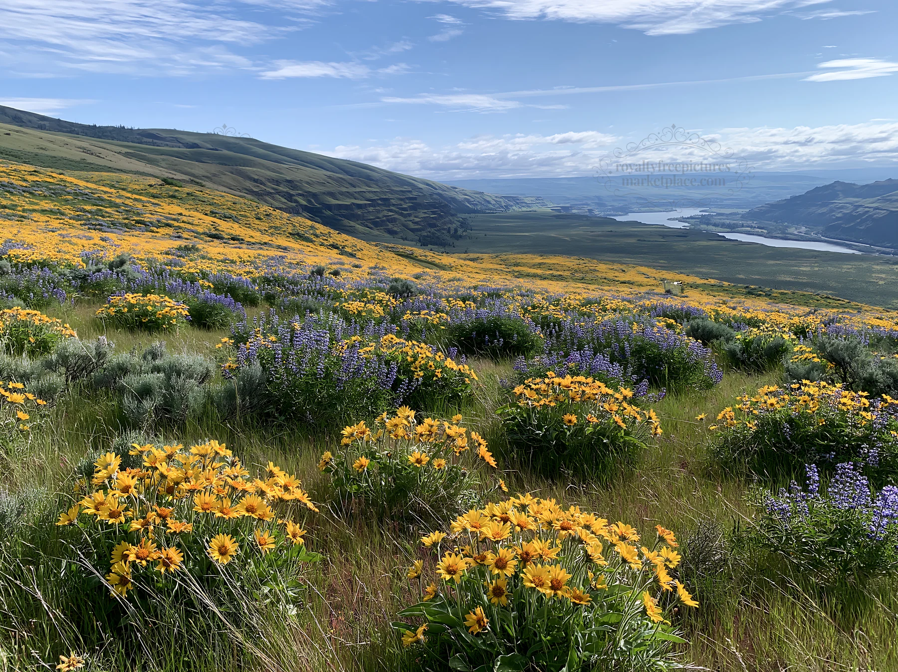 Sagebrush meadow light with wildflowers and blue sky - AI-generated stock image