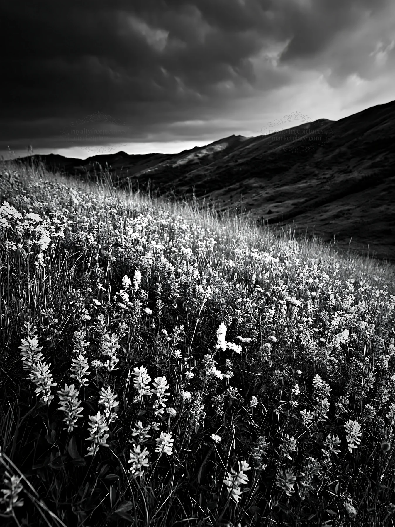 Transylvania summer hay meadow with flowers and mountains - AI-generated stock image