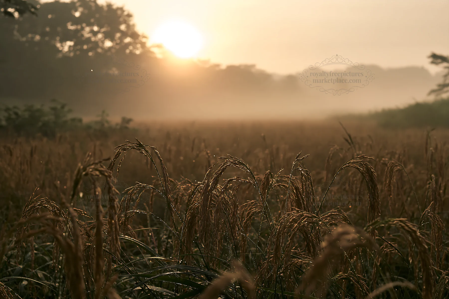 Iwate meadow with seedheads in the foreground at sunrise - AI-generated stock image