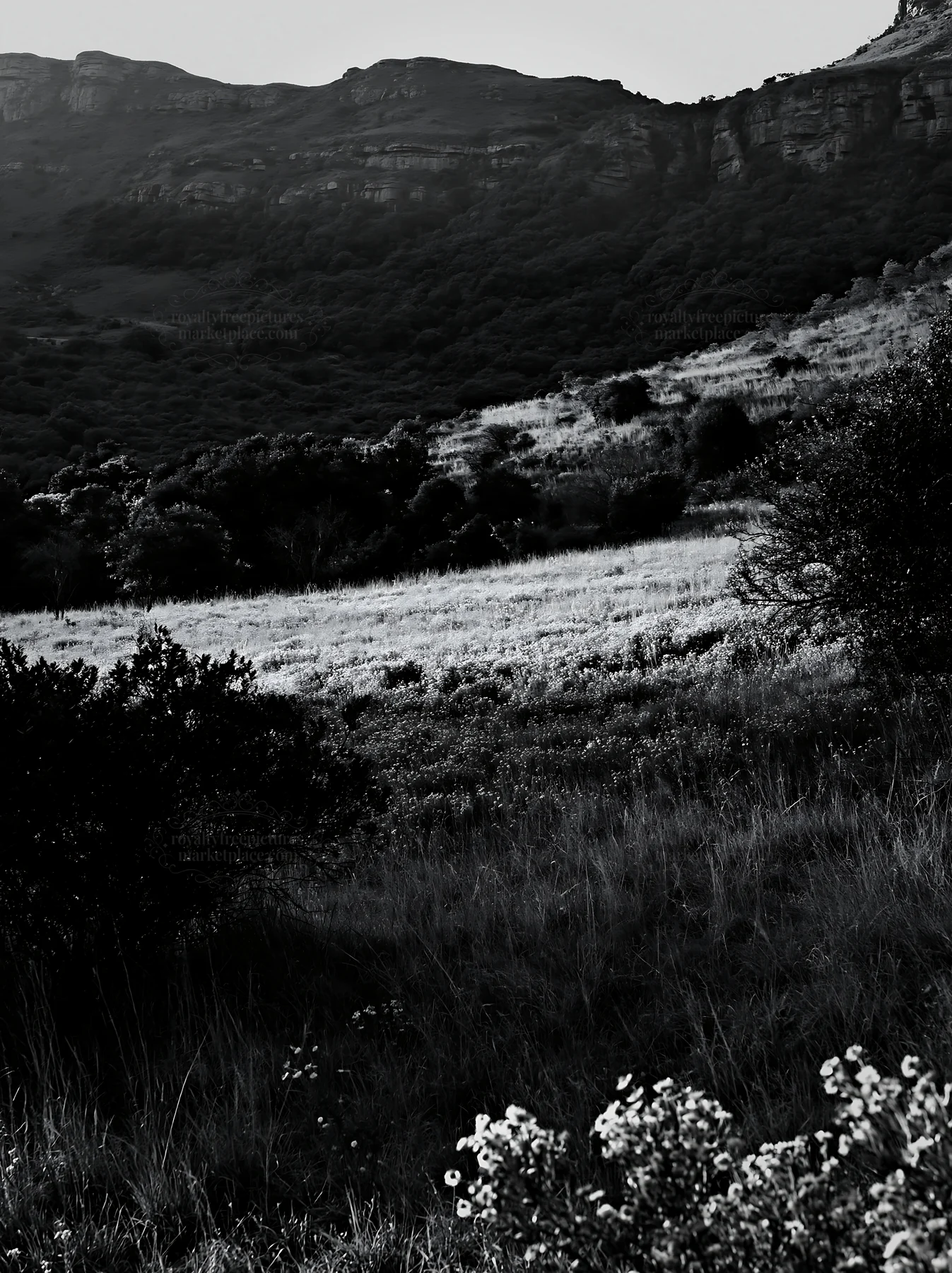 Biodiverse meadow with mountains in the background - AI-generated stock image