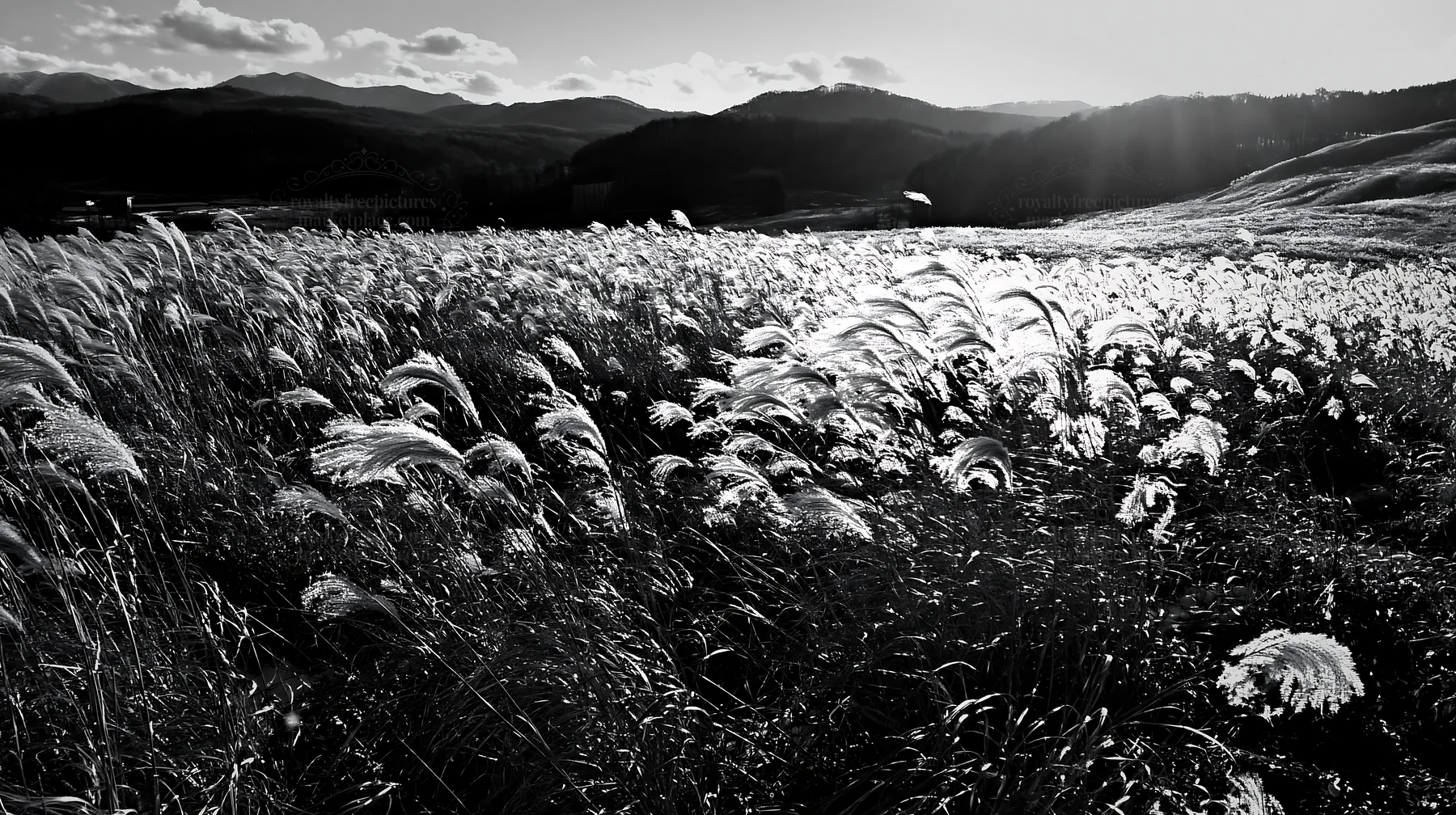 Snowmelt meadow with silver grasses in Akita region - AI-generated stock image