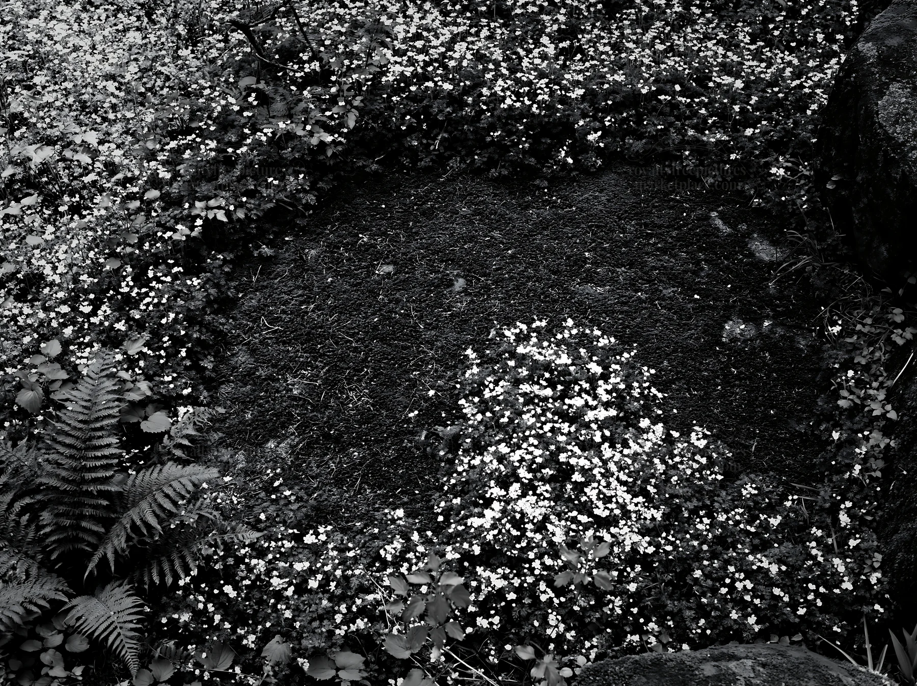 Black and white miyagi spring recovery meadow mossy stone surrounded by flowers - AI-generated stock image