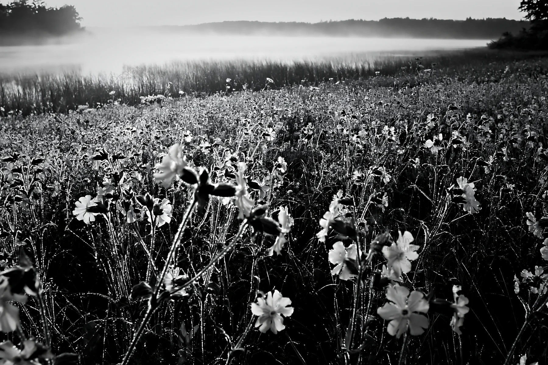 Sunlit lakeside meadow with flowers and mist at dawn - AI-generated stock image