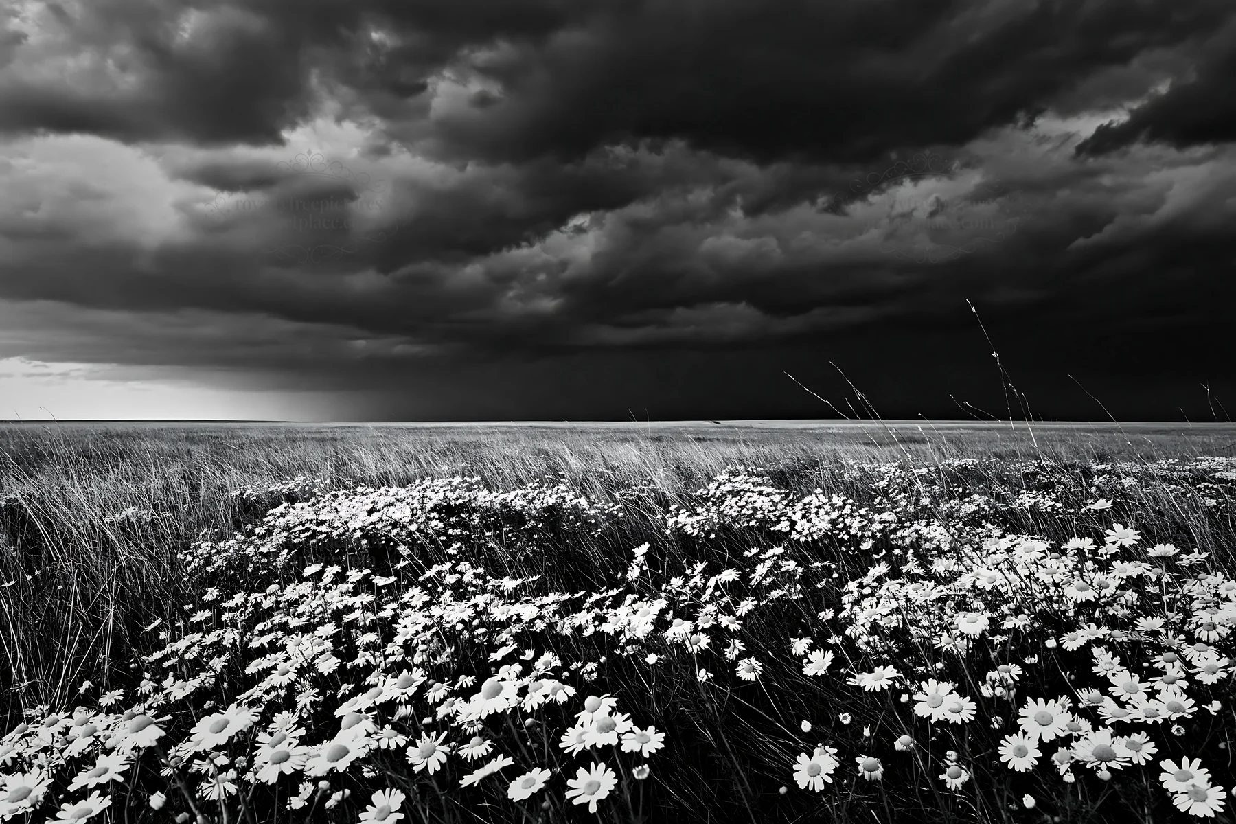 Chamomile meadow under dark storm clouds - AI-generated stock image