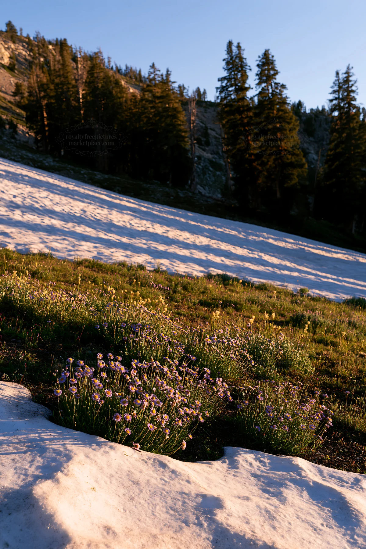 Snowy foothill meadow with wildflowers in late afternoon light - AI-generated stock image