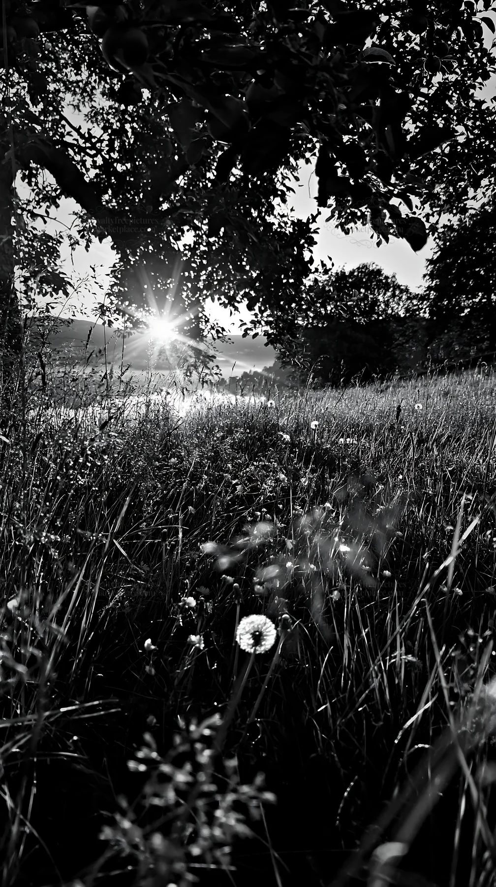 Black and white fjord orchard meadow during sunset with wildflowers and grass - AI-generated stock image