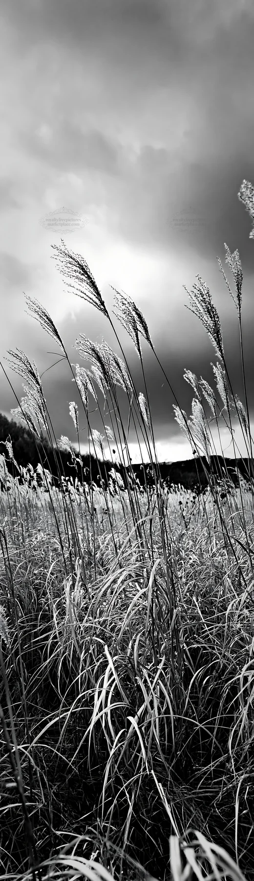Hokkaido silver grass meadow seedheads against cloudy sky - AI-generated stock image