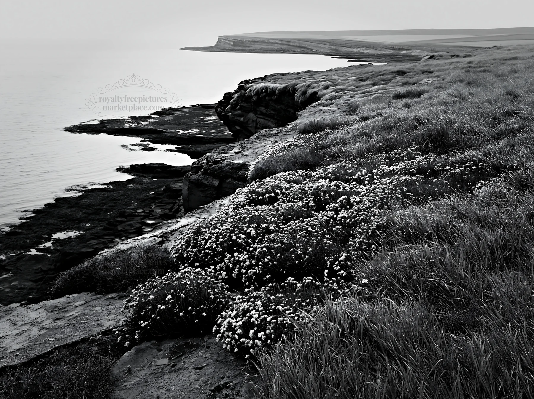 Coastal cliffs with flowers and calm water at sunset - AI-generated stock image