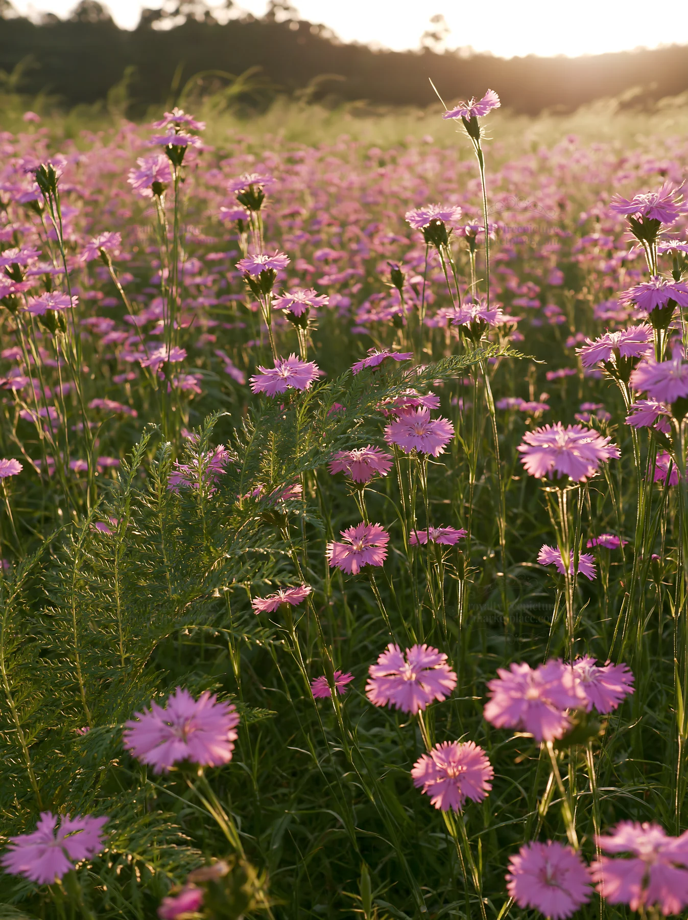 Nara summer meadow with fern foreground of pink flowers - AI-generated stock image