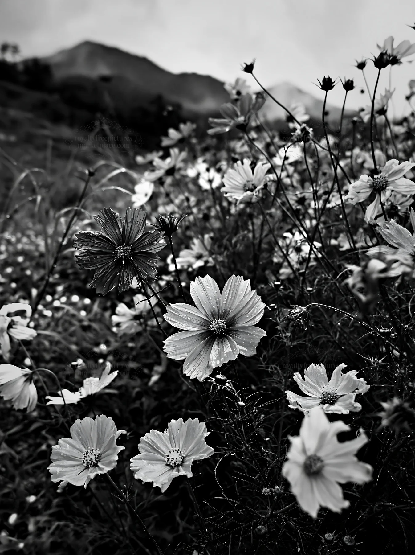 Black and white colorful cosmos meadow filled with blooming flowers - AI-generated stock image