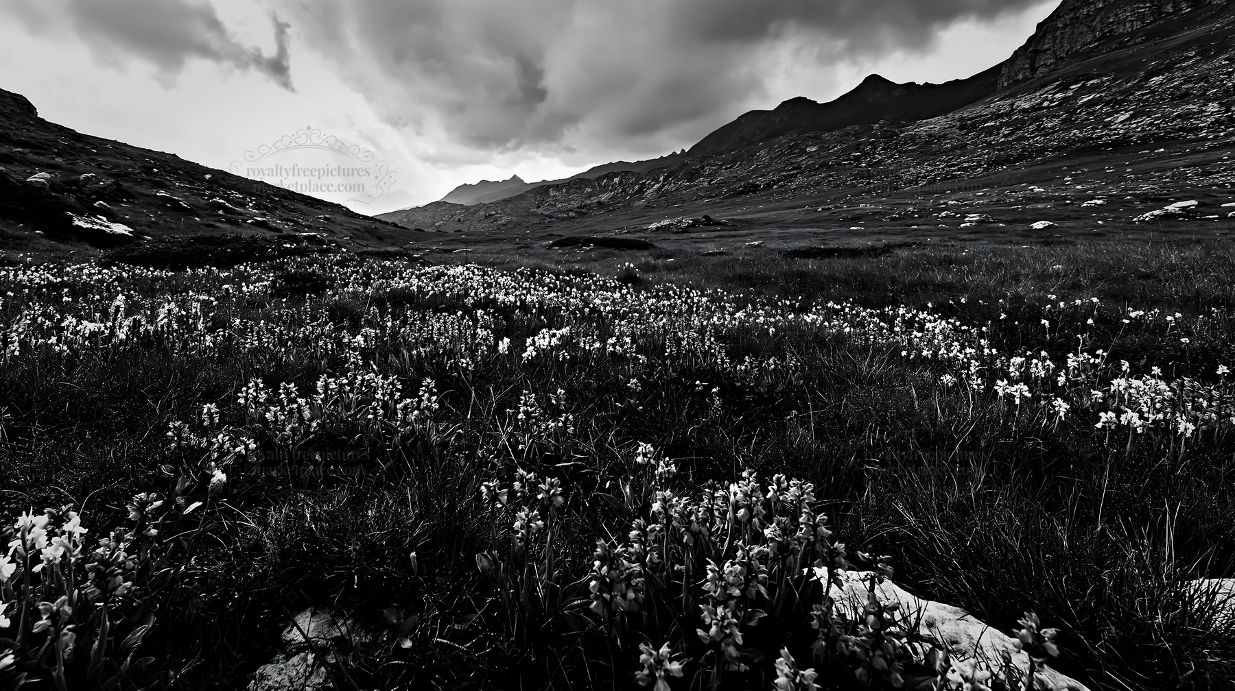 Black and white colorful orchid meadow with diverse wildflowers in a landscape - AI-generated stock image