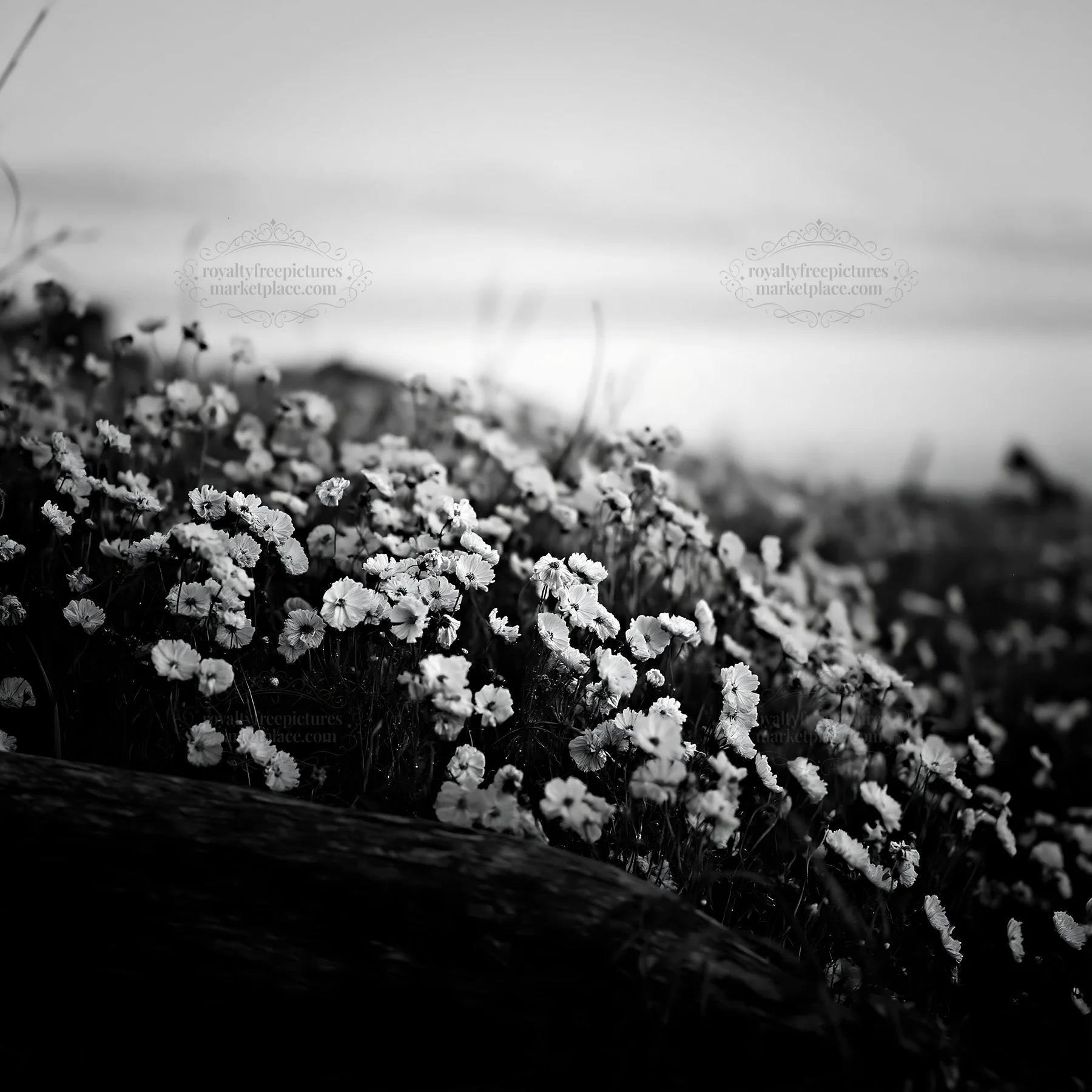 Black and white chiba coastal climate meadow driftwood foreground with flowers - AI-generated stock image