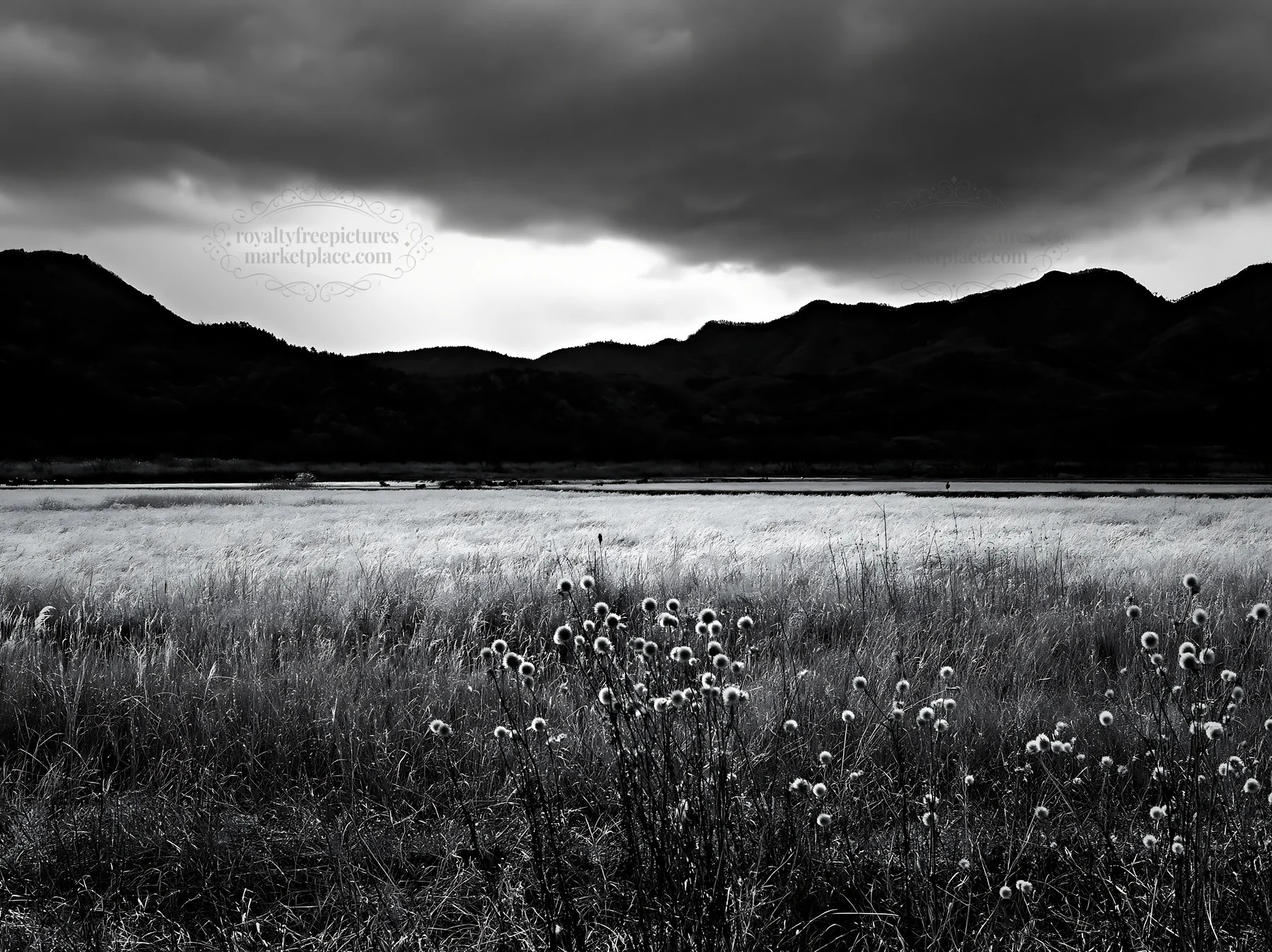 Black and white okayama golden meadow with seedhead foreground under dark clouds - AI-generated stock image