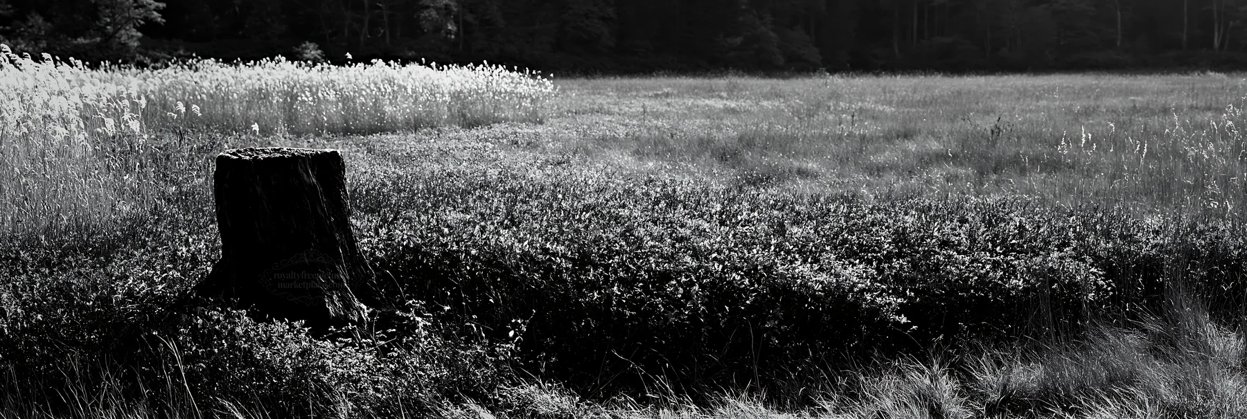 Black and white fukushima native meadow with weathered stump - AI-generated stock image