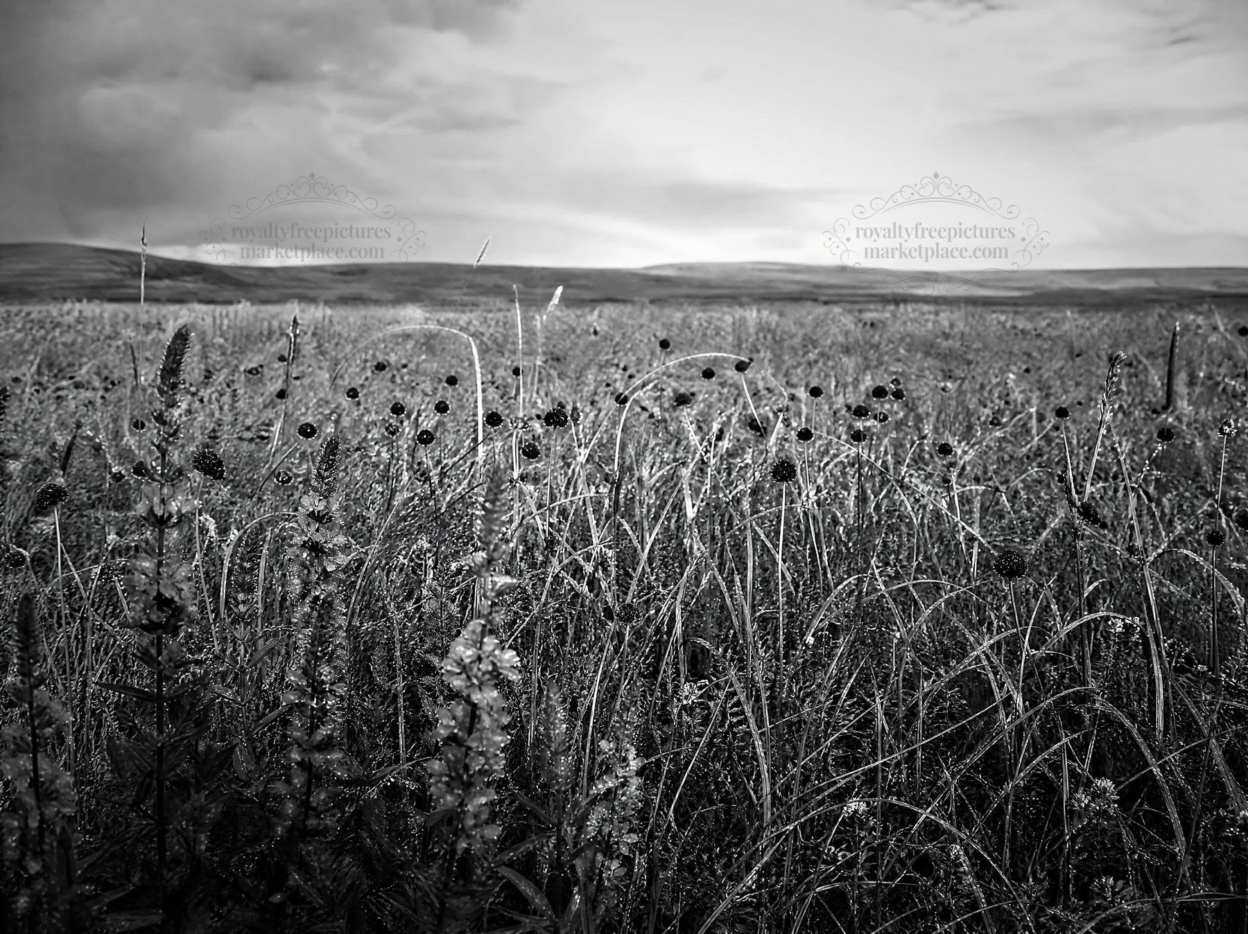 Black and white biodiverse meadow with wildflowers and grasses under a cloudy sky - AI-generated stock image