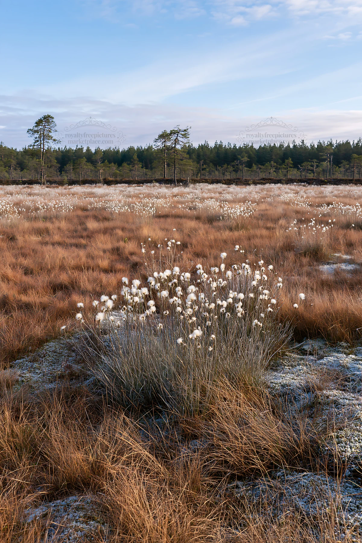 Cottongrass meadow under soft sunlight in natural setting - AI-generated stock image
