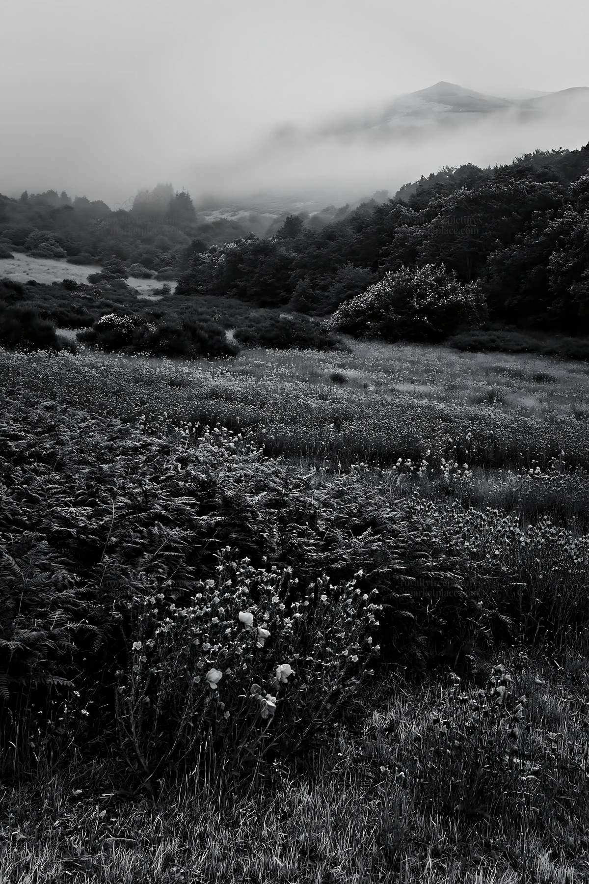 Poppy viper's-bugloss meadow in a foggy landscape - AI-generated stock image
