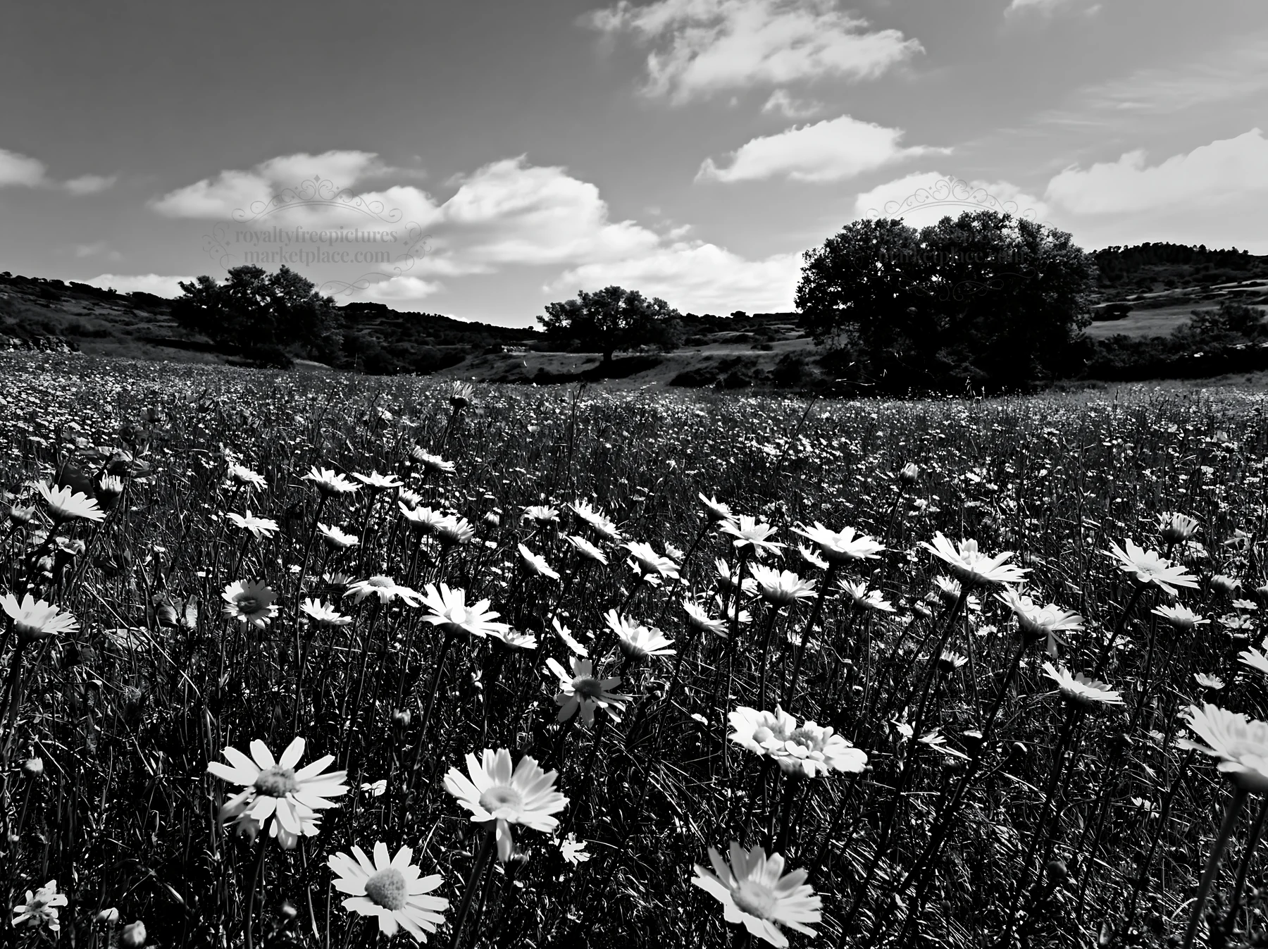 Floral landscape in a regenerative meadow during daylight - AI-generated stock image