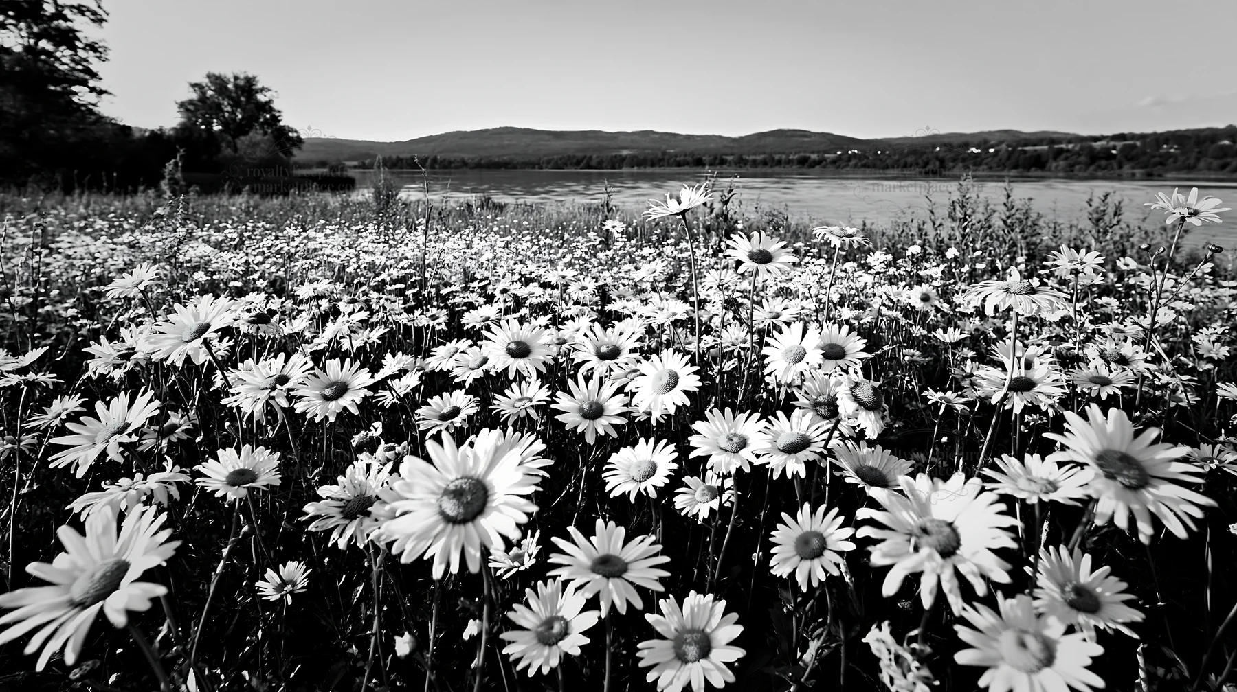 Lakeside meadow filled with daisies in Germany - AI-generated stock image