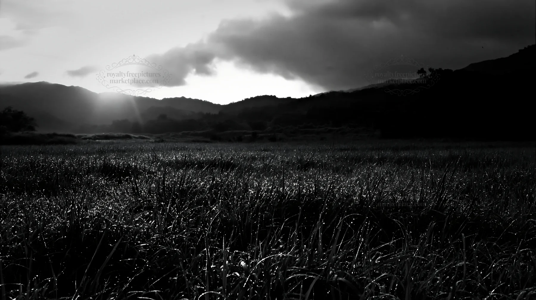 Miyazaki sunrise in a meadow with dew covered sedges - AI-generated stock image