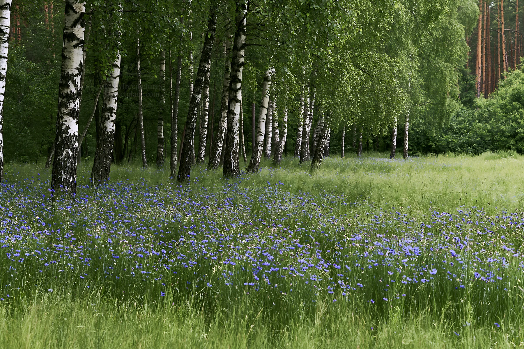 Forest edge meadow with flowering plants and birch trees - AI-generated stock image