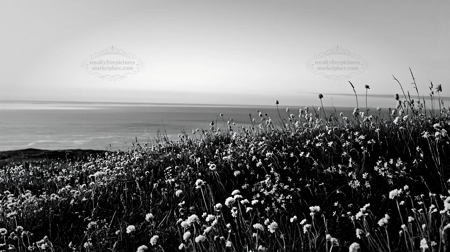 Black and white clifftop meadow with wildflowers overlooking the ocean - AI-generated stock image