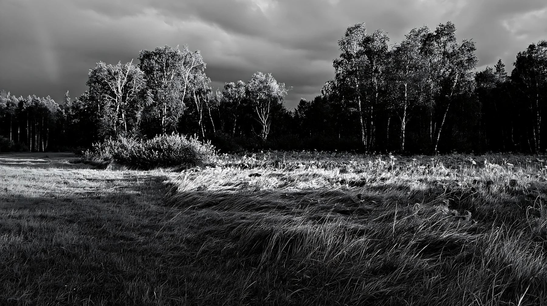Birch trees in a meadow under cloudy skies - AI-generated stock image