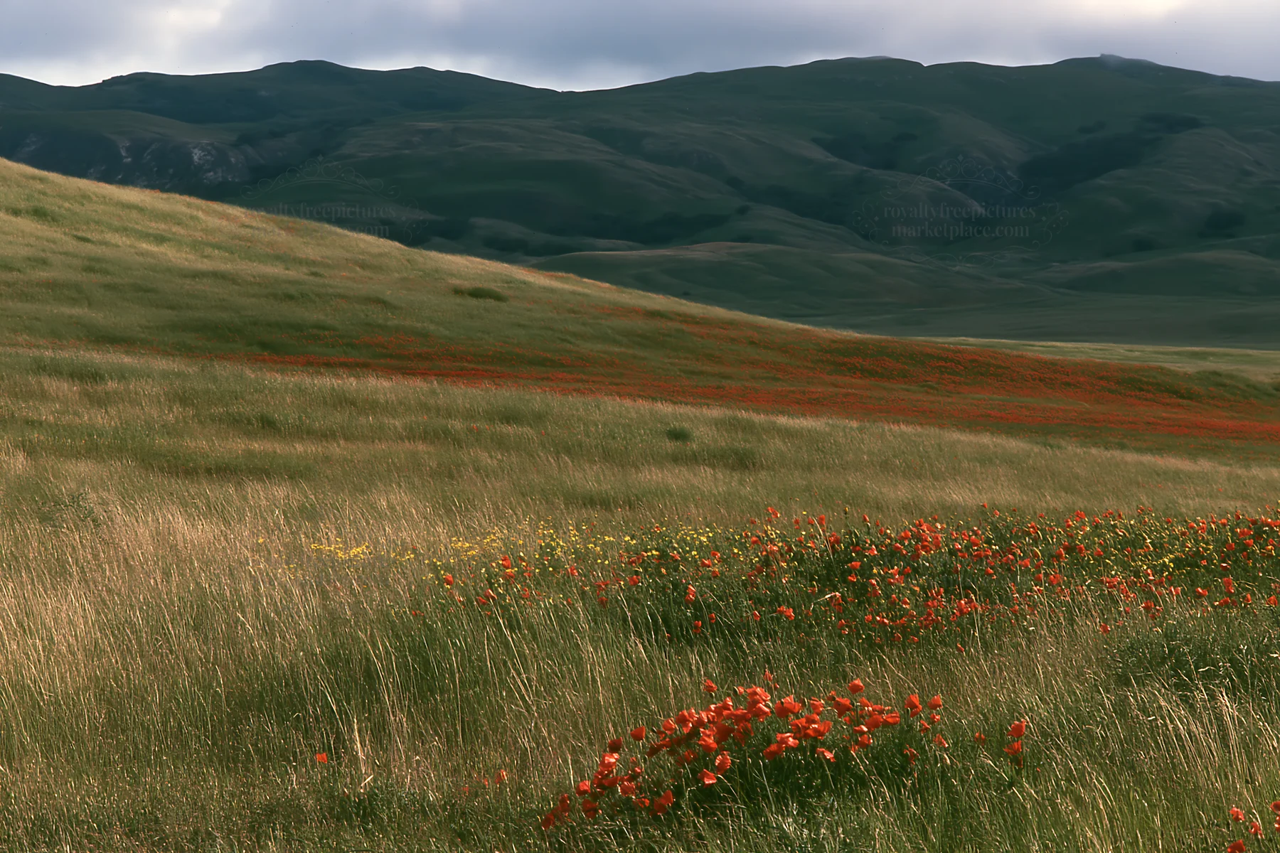 Cloudy foothill meadow with wildflowers in the background - AI-generated stock image
