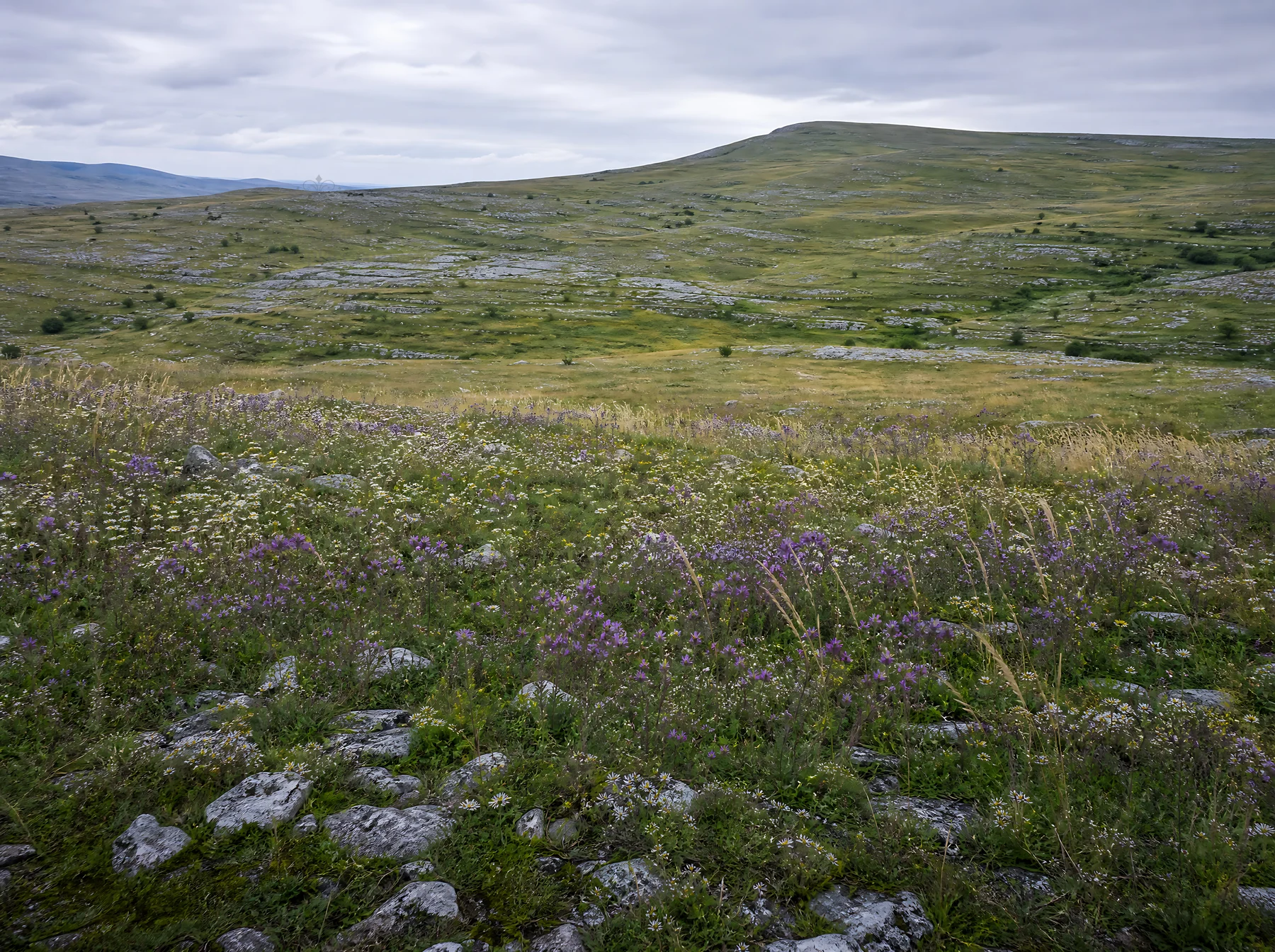 Dewy meadow with green hills and rocky terrain - AI-generated stock image