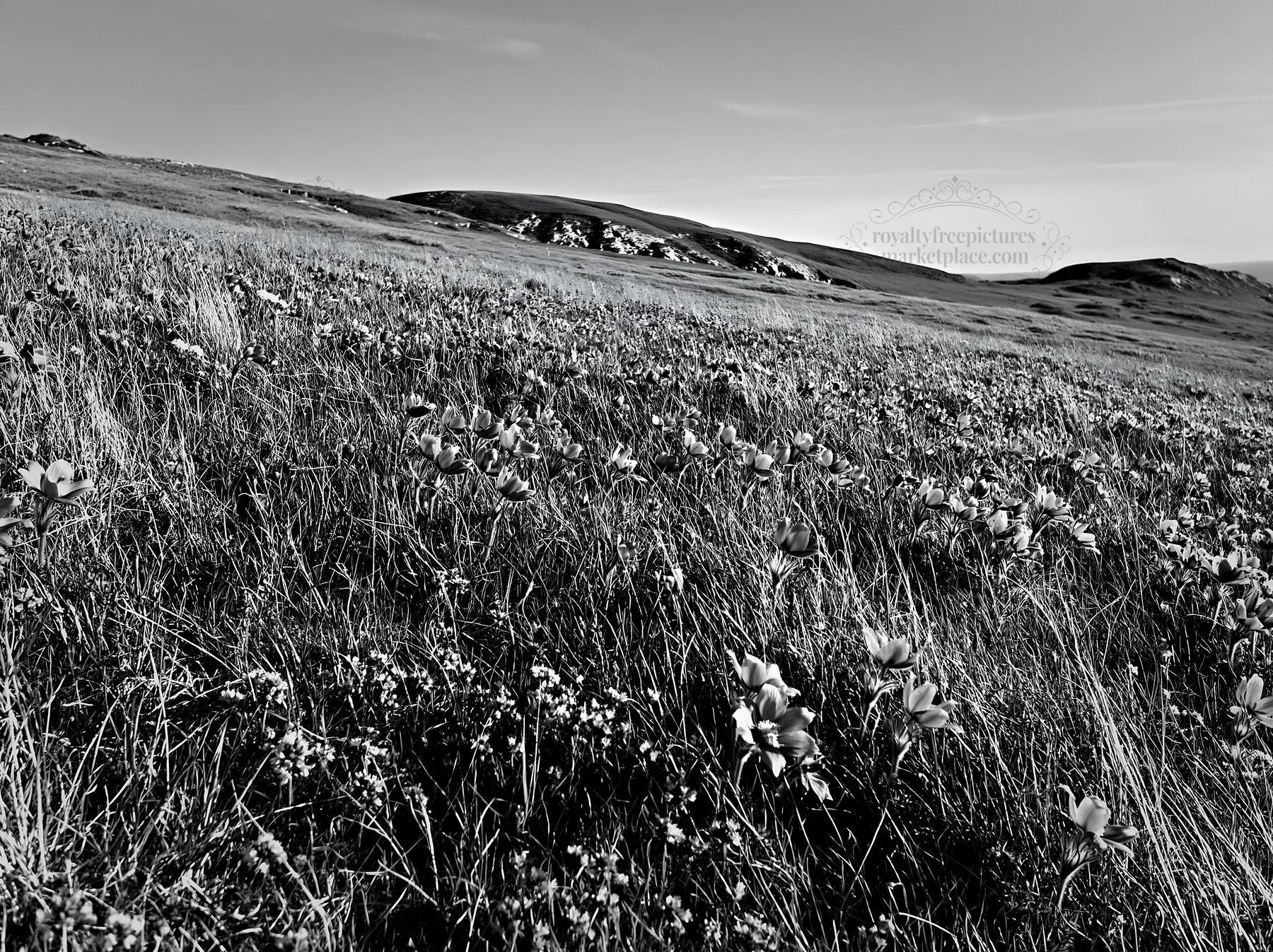 Sunny chalk slope meadow with wildflowers - AI-generated stock image